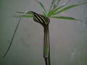 Arisaema consanguineum